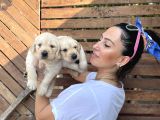 Golden Retriver Yavrularım Sağlık Ve Irk Garantilid