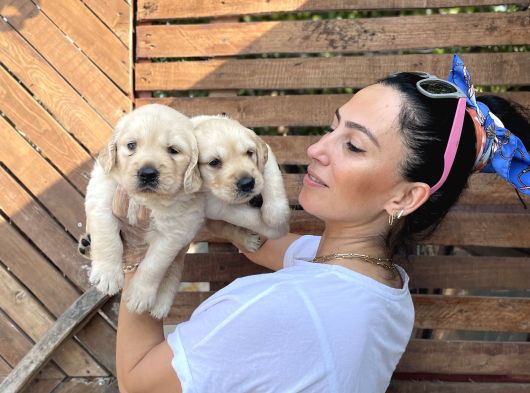 Golden Retriver Yavrularım Sağlık Ve Irk Garantilid görsel