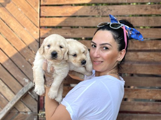 Golden Retriver Yavrularım Sağlık Ve Irk Garantilid görsel