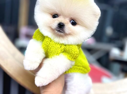 Ayi Surat Garanti̇li̇ Pomerani̇an Boo Yavrularim görsel