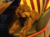 Toypoodle Yuva Arıyor