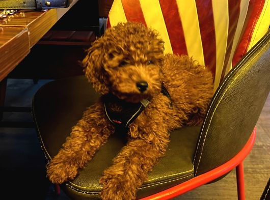 Toypoodle Yuva Arıyor görsel