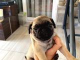 Irk Ve Sağlik Garanti̇li̇ Pug Mobs Rıfkı Yavrularım