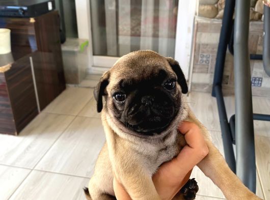 Irk Ve Sağlik Garanti̇li̇ Pug Mobs Rıfkı Yavrularım görsel
