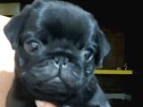 Sevi̇mli̇ Pug Bebekler