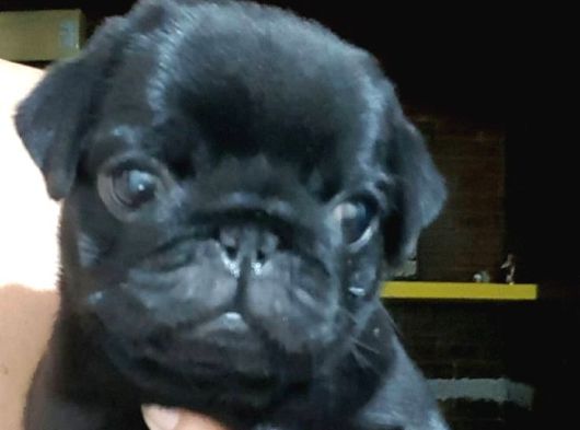 Sevi̇mli̇ Pug Bebekler görsel
