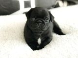 Sevi̇mli̇ Pug Bebekler