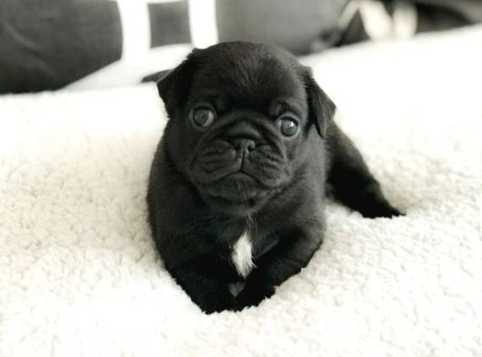 Sevi̇mli̇ Pug Bebekler görsel