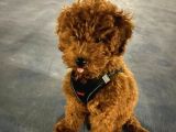Toypoodle yuva arıyor