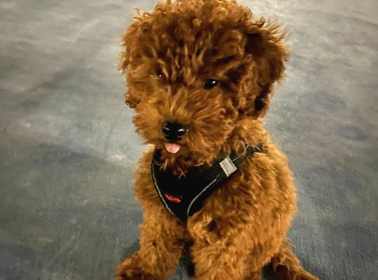 Toypoodle Yuva Arıyor