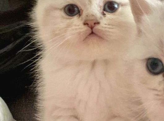 Di̇şi̇ Ve Erkek Pamuk  Bebekler görsel