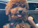 Toypoodle Yuva Arıyor