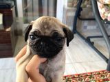 Irk Ve Sağlik Garanti̇li̇ Pug Mobs Rıfkı Yavrularım