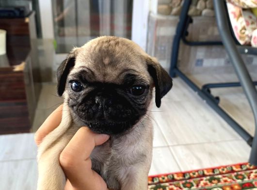 Irk Ve Sağlik Garanti̇li̇ Pug Mobs Rıfkı Yavrularım görsel