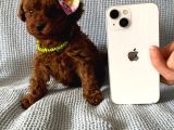 Kore Kan Toy Poodle Yavrularim