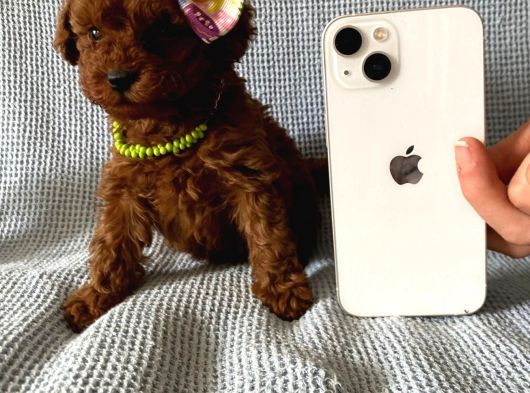 Kore Kan Toy Poodle Yavrularim görsel