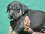 A Kalite Pitbull Yavruları