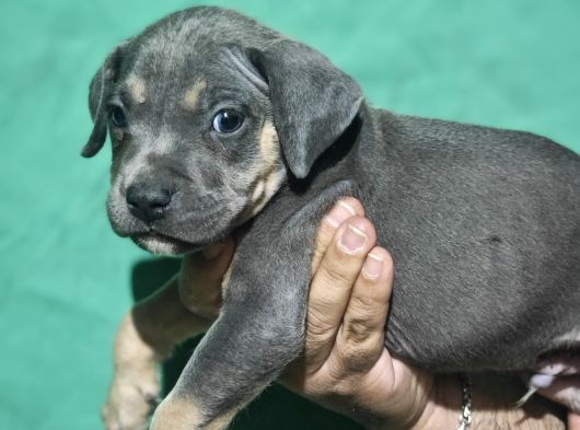 A Kalite Pitbull Yavruları görsel