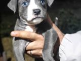 A Kalite Pitbull Yavruları