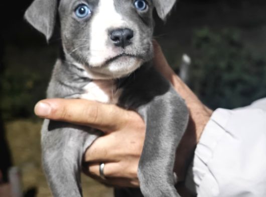 A Kalite Pitbull Yavruları görsel
