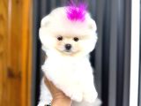 Teacup Ayi Surat Garanti̇li̇ Pomerani̇an Boo Yavrularim