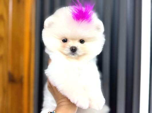 Teacup Ayi Surat Garanti̇li̇ Pomerani̇an Boo Yavrularim görsel