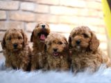 Poodle Yavrular Yeni Evlerine Hazır
