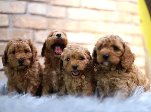 Poodle Yavrular Yeni Evlerine Hazır görsel
