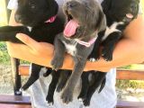 Cane Corso Yavruşarım Sağlık Ve Irk Garantilid