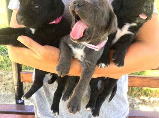 Cane Corso Yavruşarım Sağlık Ve Irk Garantilid görsel