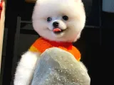 Gerçek Pomeranian Boo Yavrular