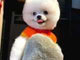 Gerçek Pomeranian Boo Yavrular