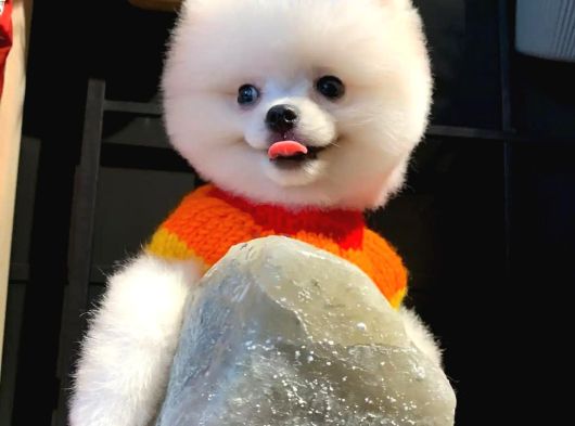 Gerçek Pomeranian Boo Yavrular görsel