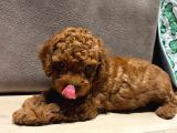 Anne Yanından Orjinal Brown Toy Poodle Yavru