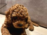 Anne Yanından Orjinal Brown Toy Poodle Yavru