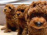 Anne Yanından Orjinal Brown Toy Poodle Yavru