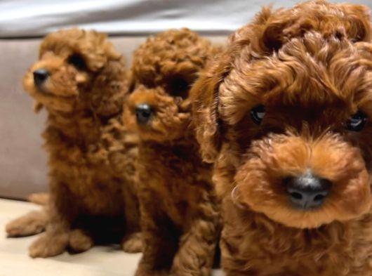 Anne Yanından Orjinal Brown Toy Poodle Yavru görsel