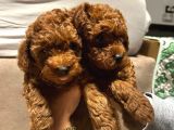 Anne Yanından Orjinal Brown Toy Poodle Yavru