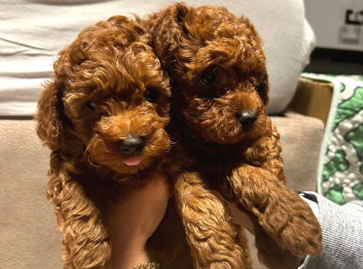 Anne Yanından Orjinal Brown Toy Poodle Yavru görsel