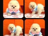 POMERİAN BOO