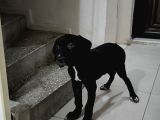 CANE CORSA