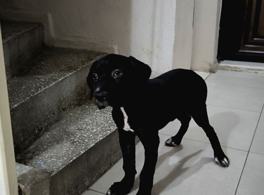 Cane Corsa