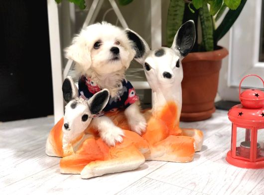 Ev doğumlu sıfır numara maltes terrier yavruları