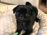 KARAFIRTIRTINA PUG BEBEKLER