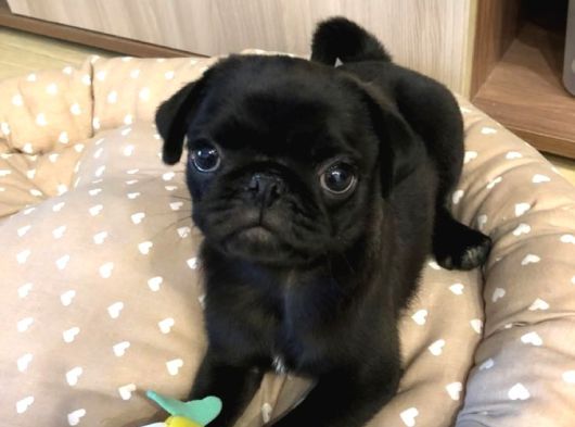 Karafirtirtina Pug Bebekler