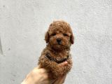Orjinal toy poodle yavrular