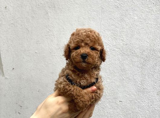 Orjinal Toy Poodle Yavrular