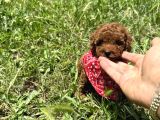 Mi̇nnoş En Sevilen Renkte Toy Poodle