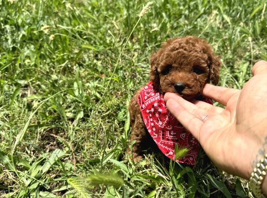 Mi̇nnoş En Sevilen Renkte Toy Poodle görsel