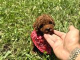 MİNNOŞ en sevilen renkte TOY POODLE